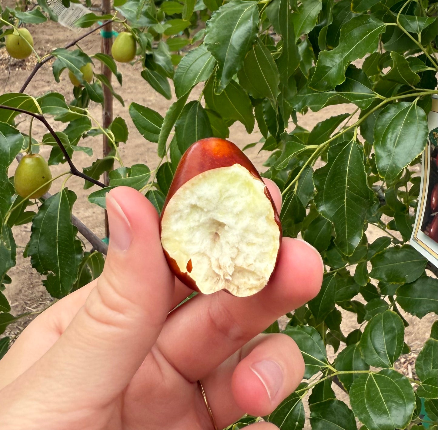 Jujube 'Lang' - Grow Bag - #31708