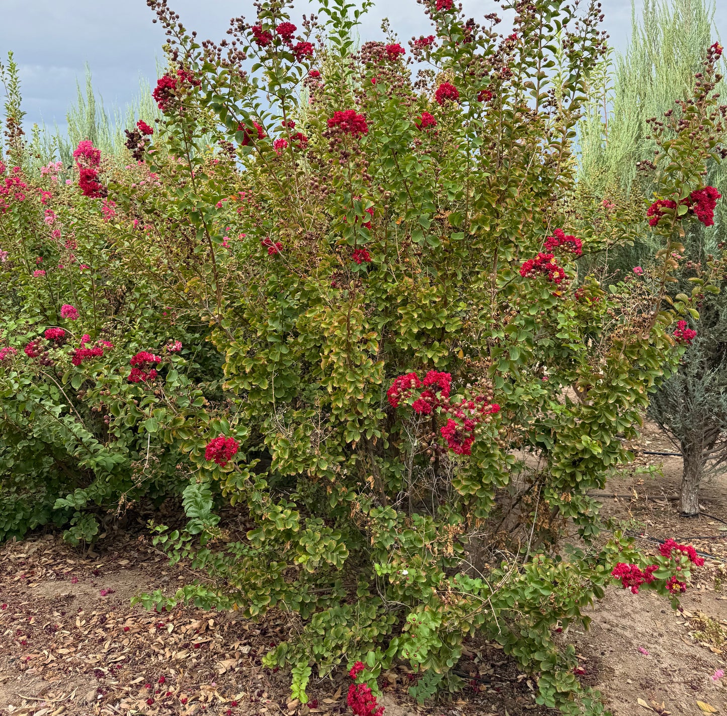 Crape Myrtle Assorted Colors - 18" Bag - 2019 - #27172