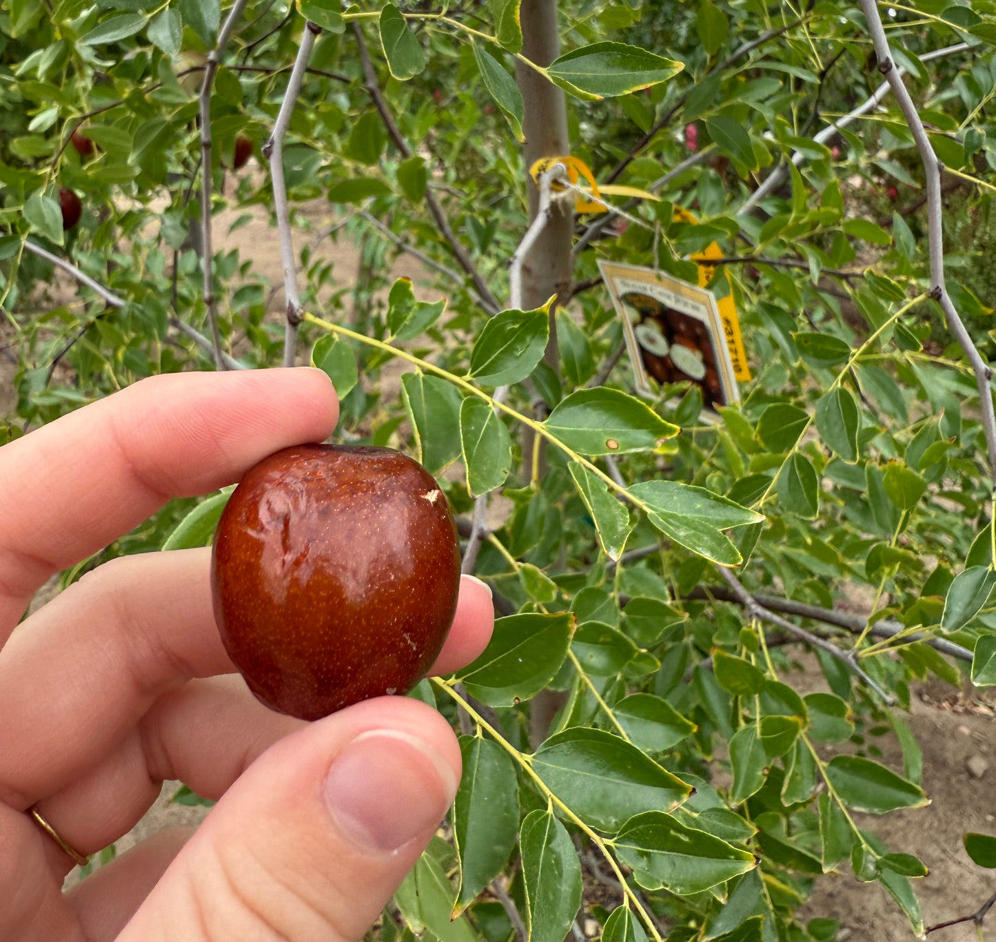 Sugar Cane Jujube - Grow Bag - #31710