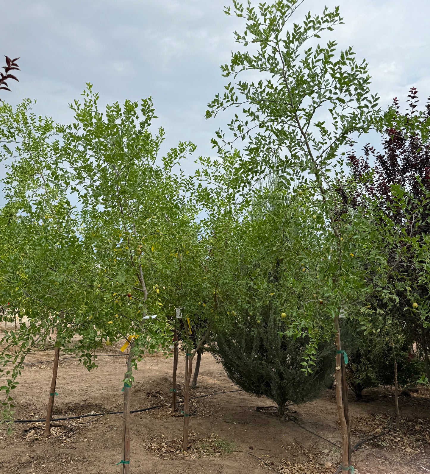 Sugar Cane Jujube - Grow Bag - #31710