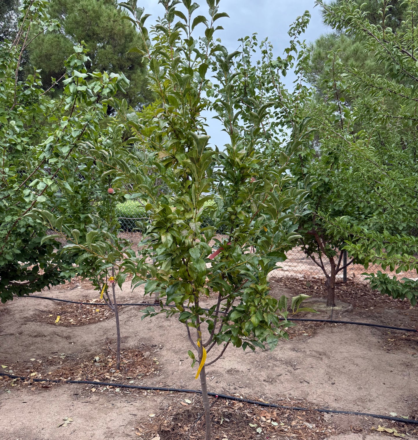 Plum Elephant Heart - Grow Bag - #29639