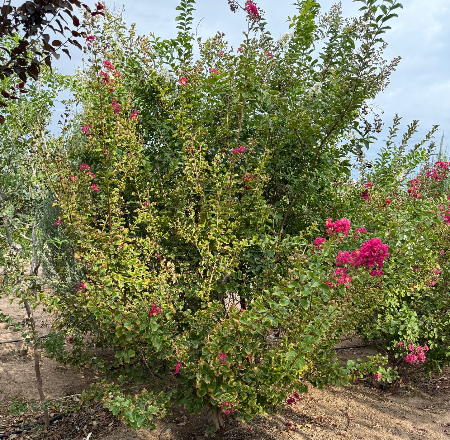 Crape Myrtle Assorted Colors - 18" Bag - 2019 - #27172