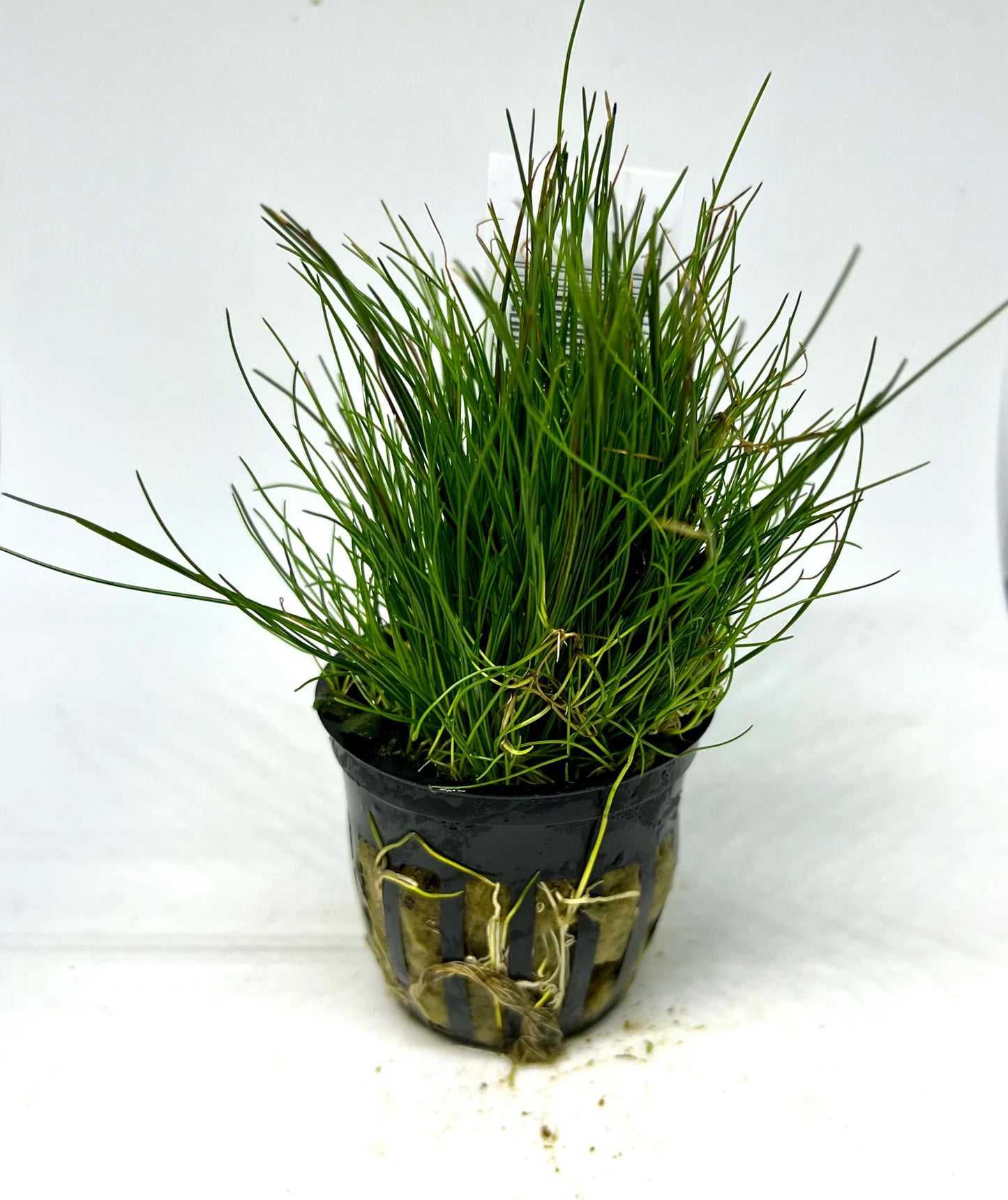 Dwarf Hairgrass – Aquatic Plant (Special Order Only)