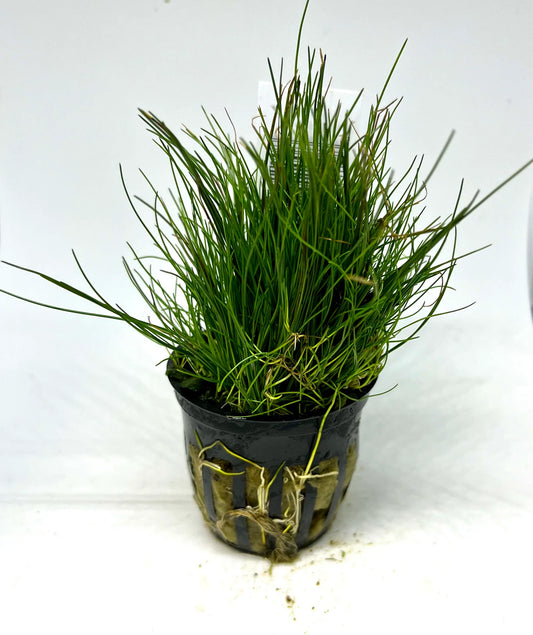 Dwarf Hairgrass – Aquatic Plant (Special Order Only)