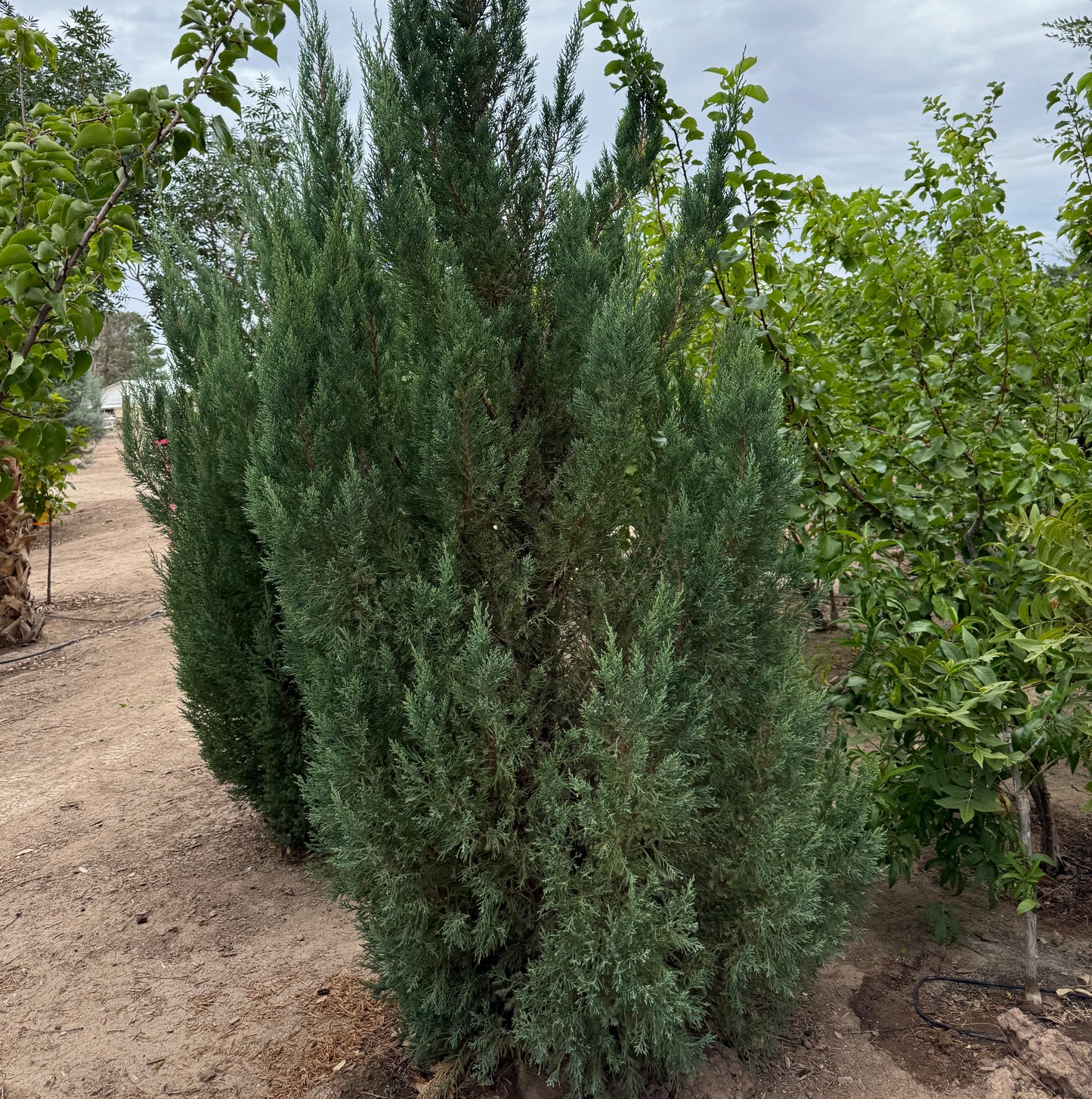 Juniper Spartan - Grow Bag - #30052