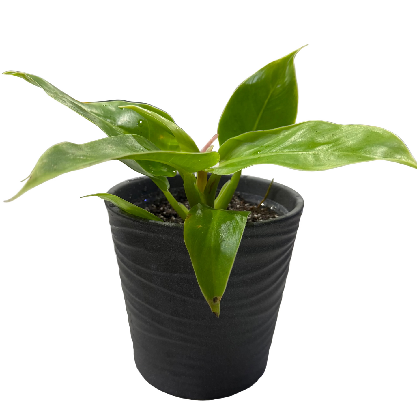 House Plant in a Fancy Pot - 5.5" - #32961