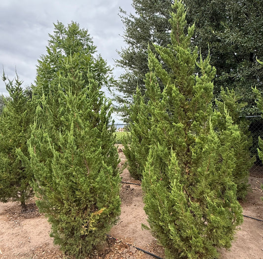 Juniper Hollywood Twisted - 24" Grow Bag - #28408