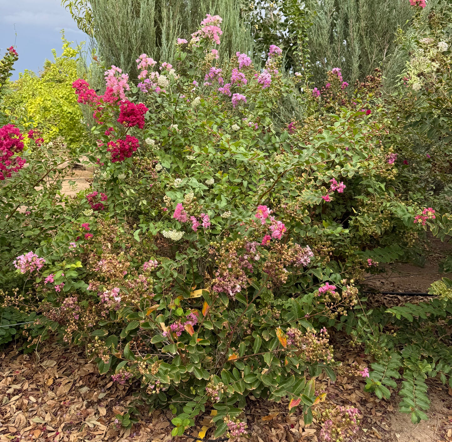 Crape Myrtle Assorted Colors - 18" Bag - 2019 - #27172