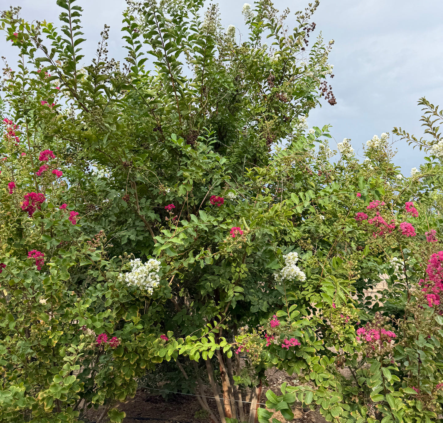 Crape Myrtle Assorted Colors - 18" Bag - 2019 - #27172