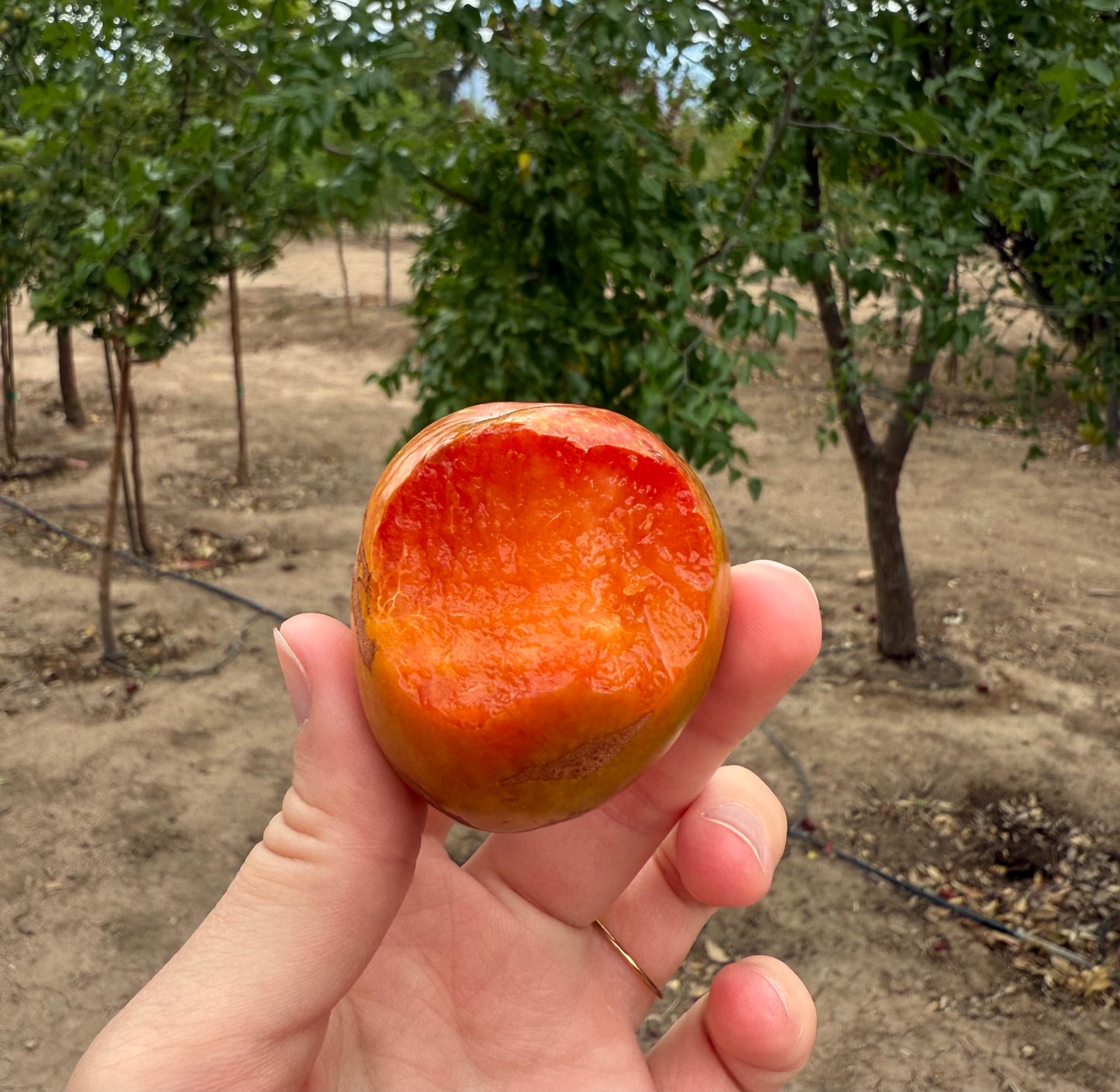 Plum Elephant Heart - Grow Bag - #29639