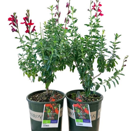 Radio Red Salvia or Autumn Sage - 1 Gallon - #25142