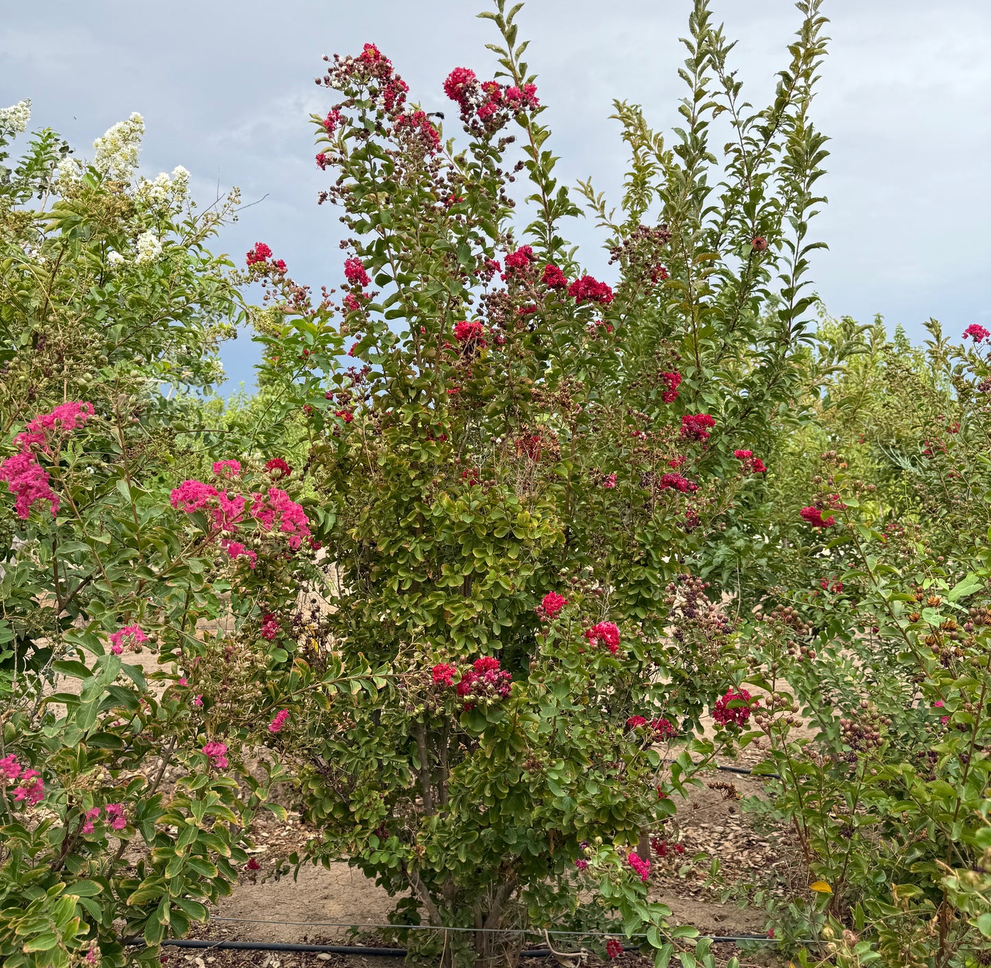 Crape Myrtle Assorted Colors - 18" Bag - 2019 - #27172