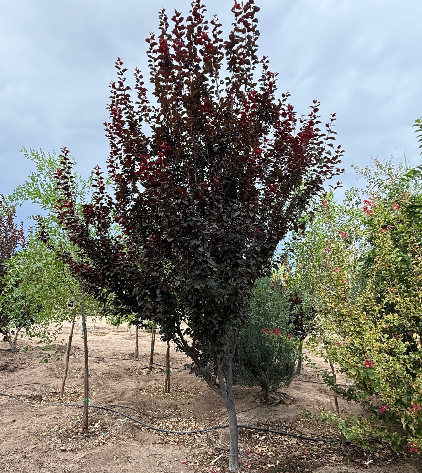 Thundercloud Flowering Plum - Grow Bag - #31707