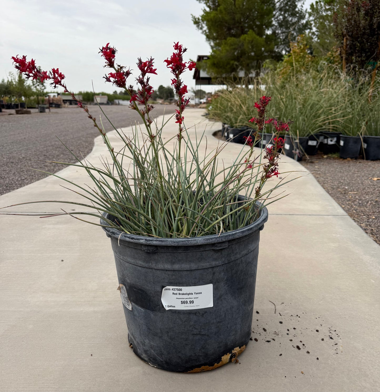 Red Brakelights Yucca - 7 Gallon - #27500