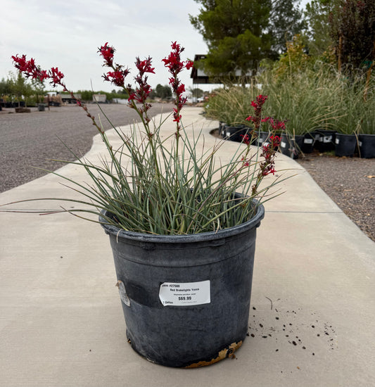 Red Brakelights Yucca - 7 Gallon - #27500