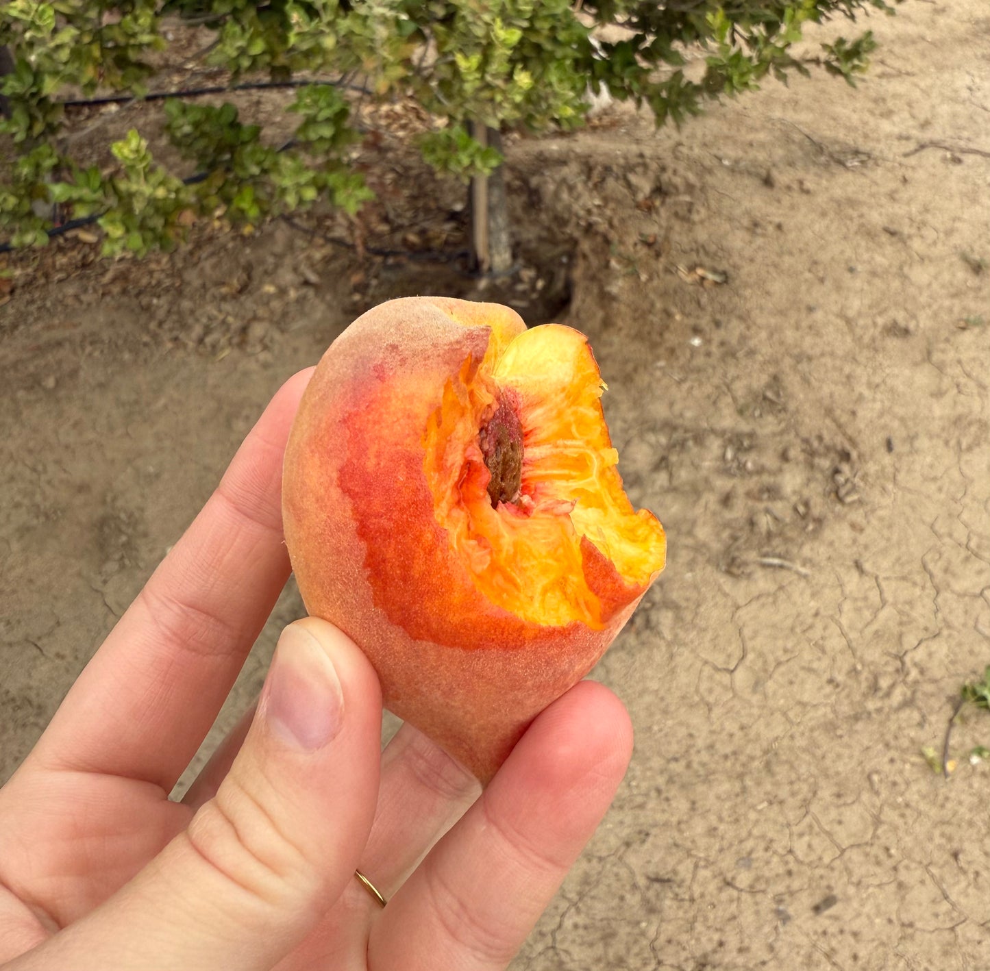 Peach 'Fay Elberta' - Grow Bag - #29759