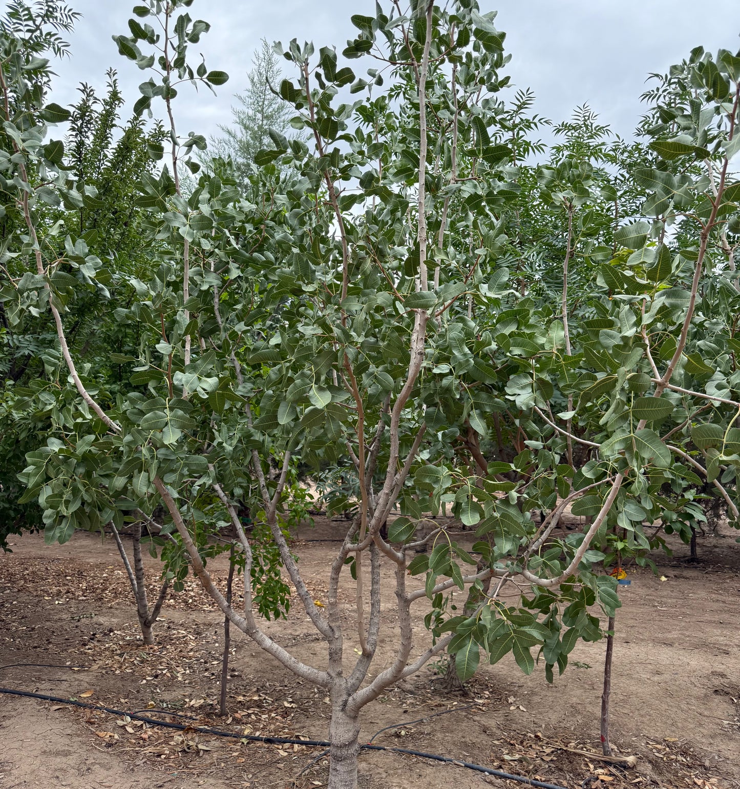 Pistachio Female 24" Bag - 2019 - #