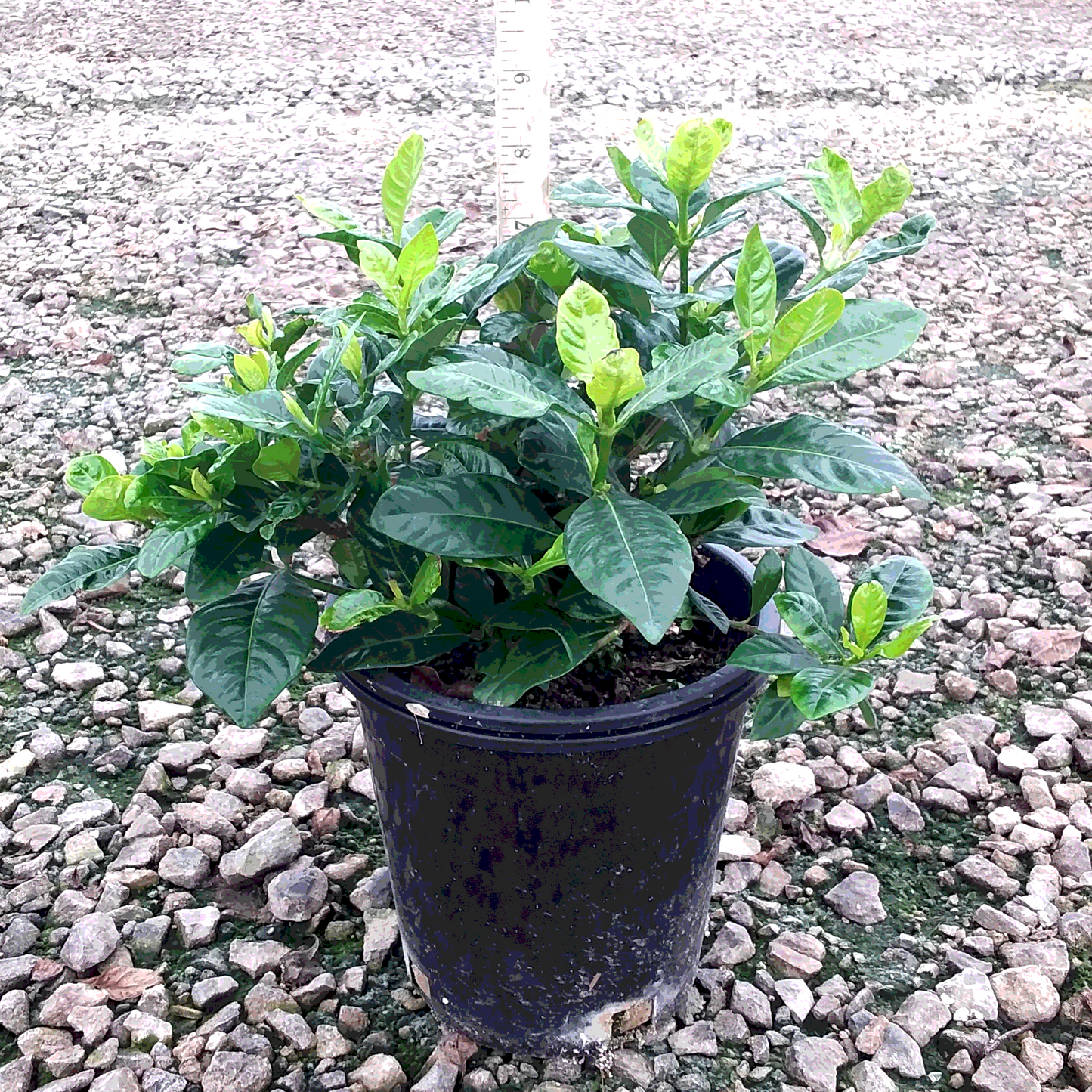 Everblooming Gardenia - 1 Gallon - #32258