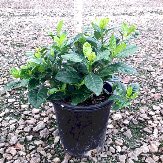 Gardenia 'Everblooming' - 1 Gallon - #32258