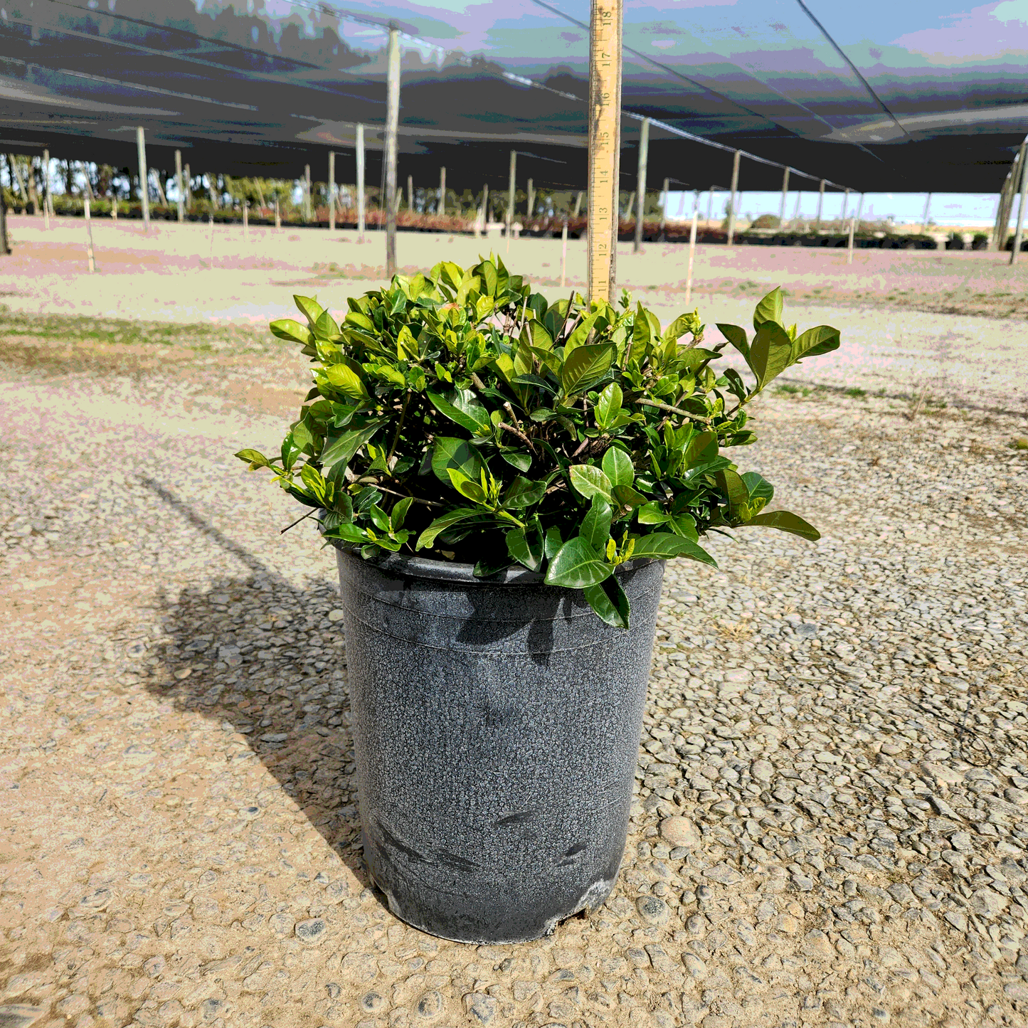 Everblooming Gardenia - 5 Gallon - #19083