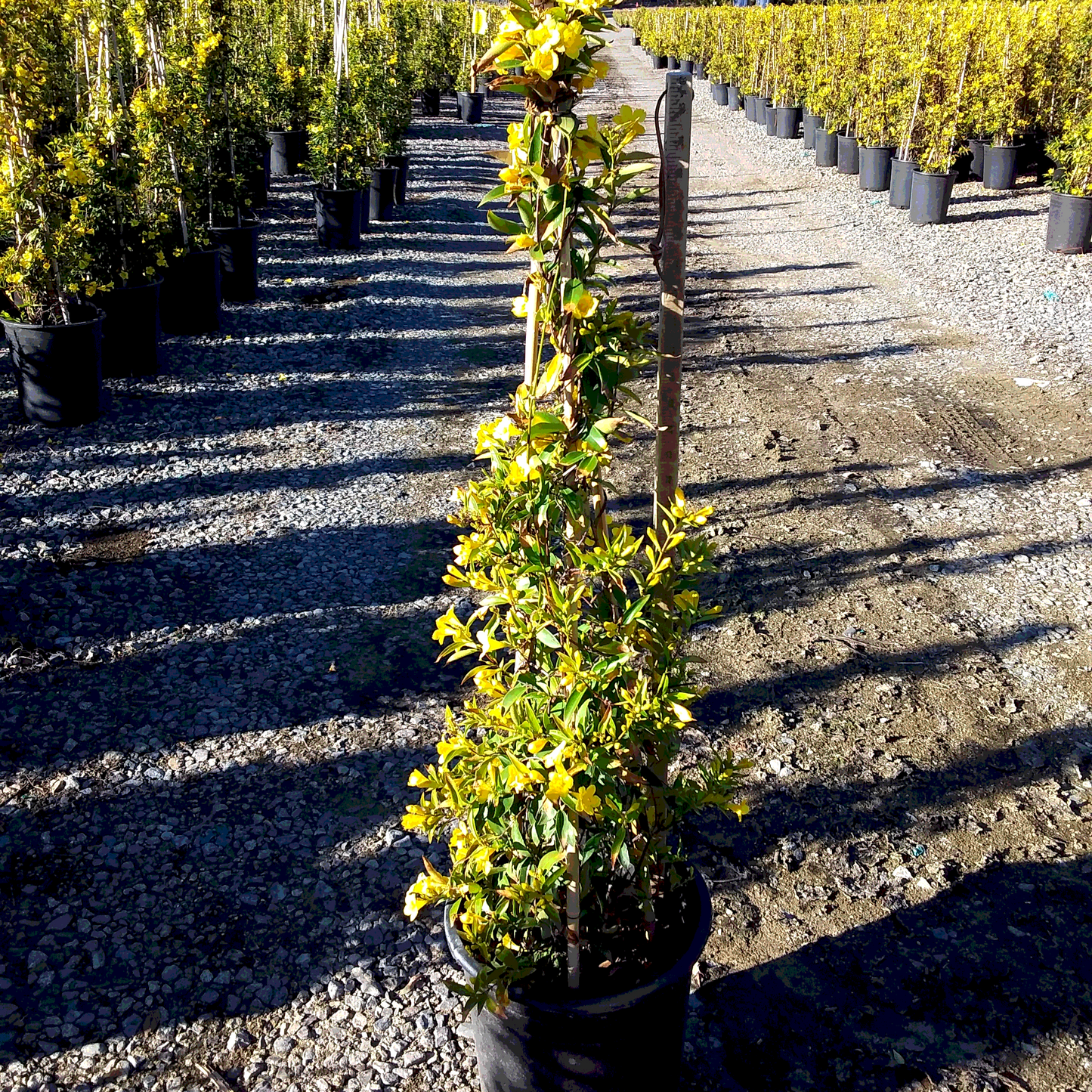 Jasmine 'Carolina' Staked - 5 Gallon - #1289