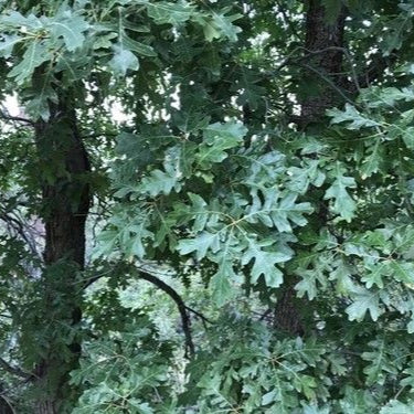 Oak 'Gambel' - Grow Bag - #30054