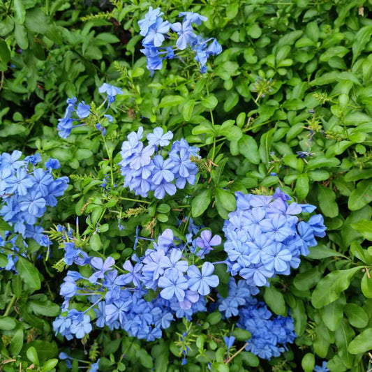 Blue Cape Plumbago - 5 Gallon - #30236