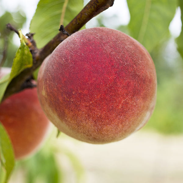 Giant Babcock White Peach - Grow Bag - #29622