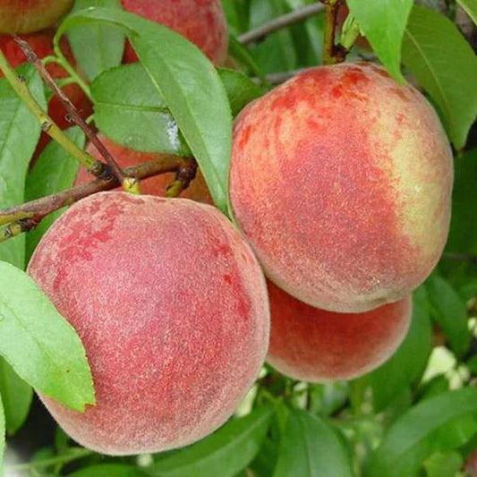 Giant Babcock Peach - 15 Gallon - #9351