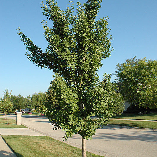 Fairmont Ginko - 15 Gallon - #32650