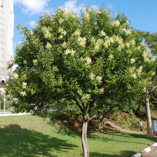 Privet Lucidum Glossy - Grow Bag - #24904