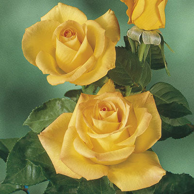 Rose Gold Medal - Grandiflora - TNP - #25004