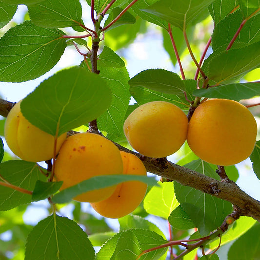 Gold Kist Apricot - 5 Gallon - #321