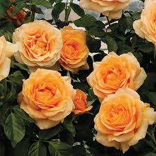 Rose Golden Opportunity - Climber - TNP - #27423