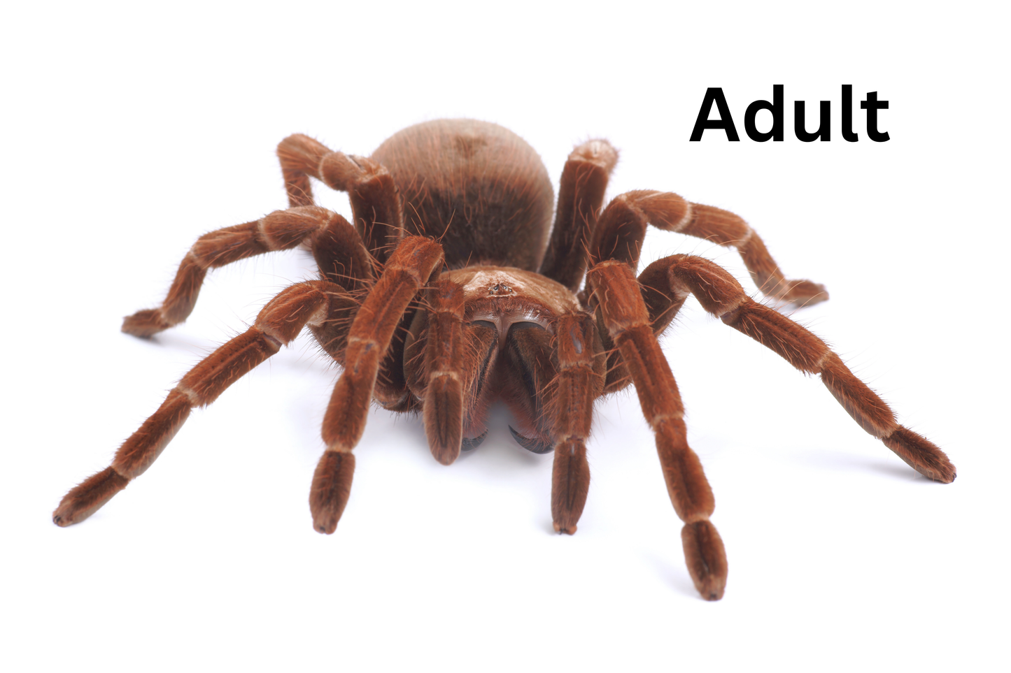 Tarantula