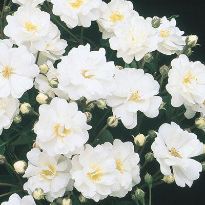 Rose Gourmet Popcorn TNP - Patio -Tops N' Pots