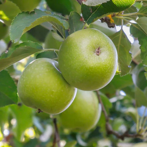 Granny Smith Apple - 5 Gallon - #215