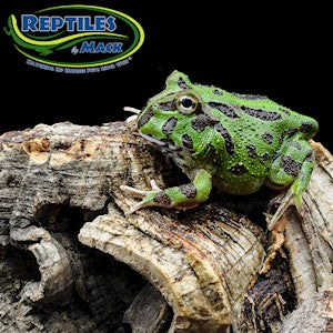 Green Pacman Frog - #29348
