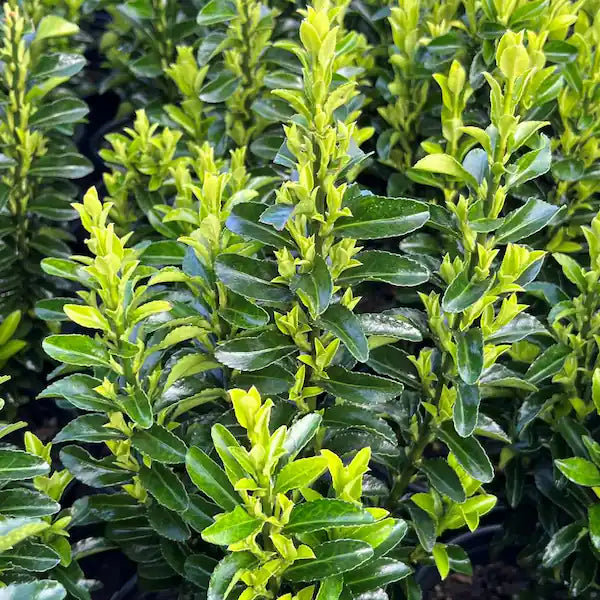 Green Spire Euonymus - 1 Gallon - #26207