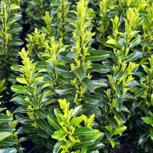 Green Spire Euonymus - 1 Gallon - #26207