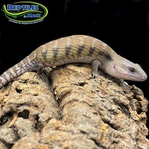 Blue-Tongue Skink Het Ivory - Juvenile - #31382