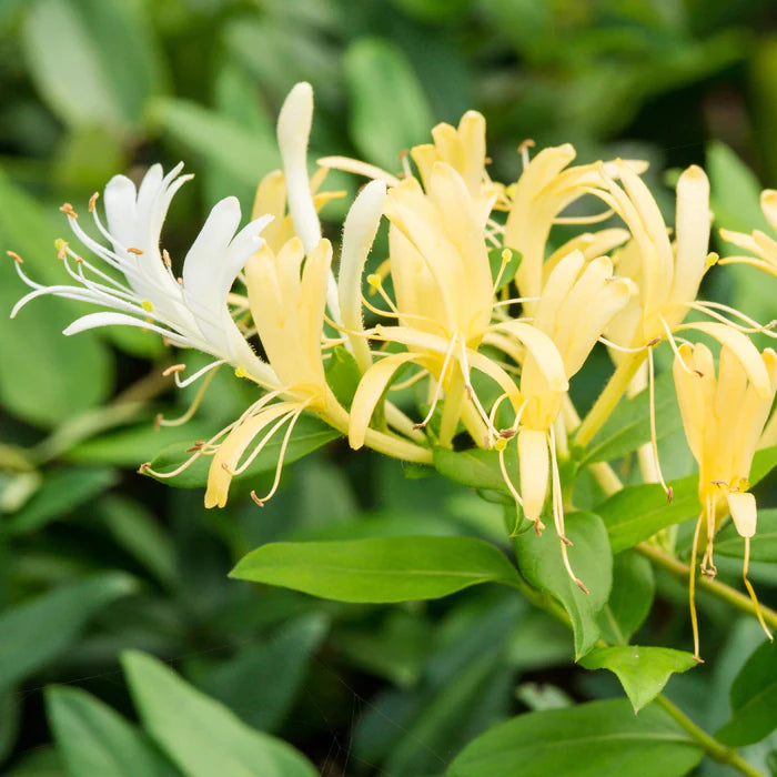Honeysuckle 'Japanese Hall's' Staked - 1 Gallon - #554
