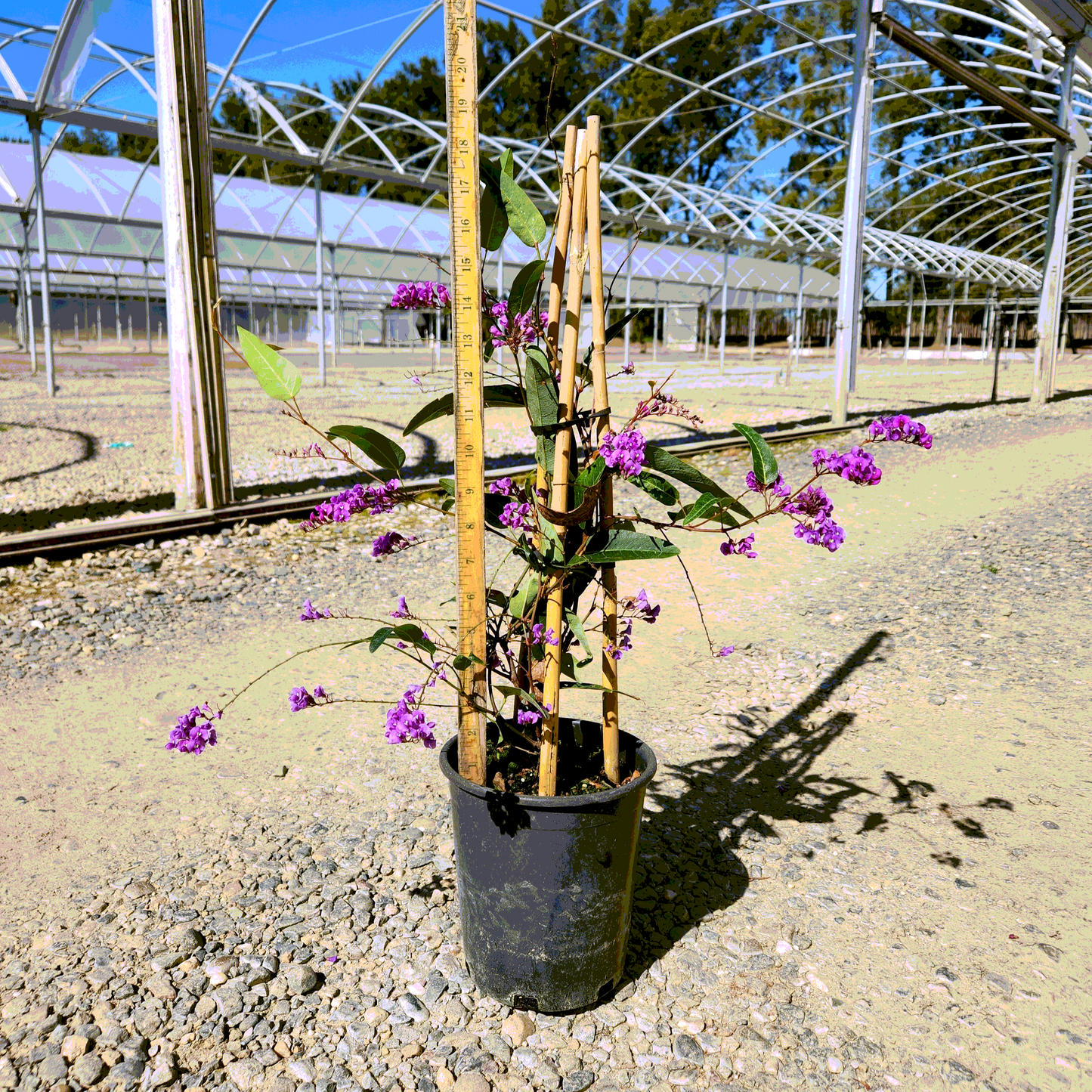 Lilac Vine 'Purple' Staked - 1 Gallon - #30337