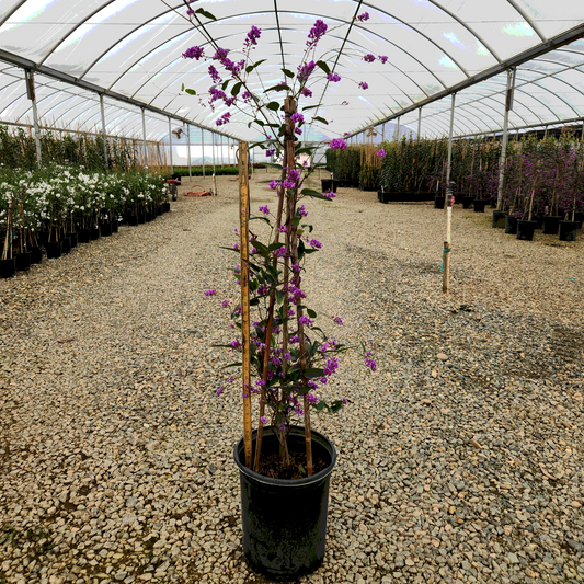 Lilac Vine 'Purple' Staked - 5 Gallon - #387