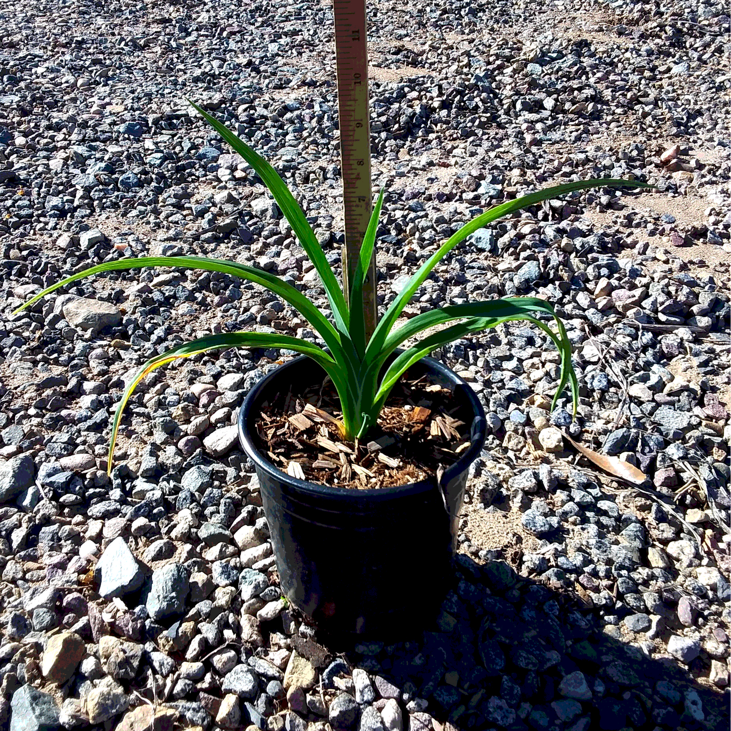 Orange Daylily - 1 Gallon - #27383
