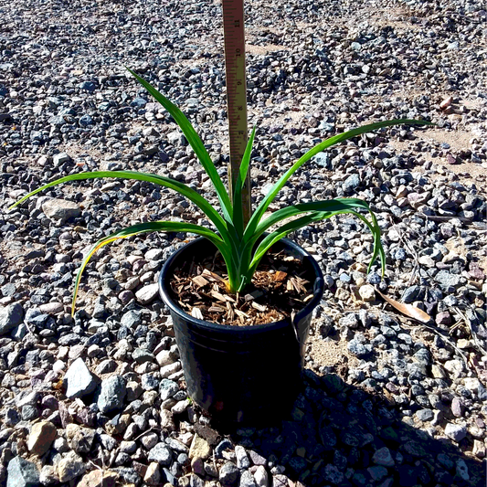 Orange Daylily - 1 Gallon - #27383
