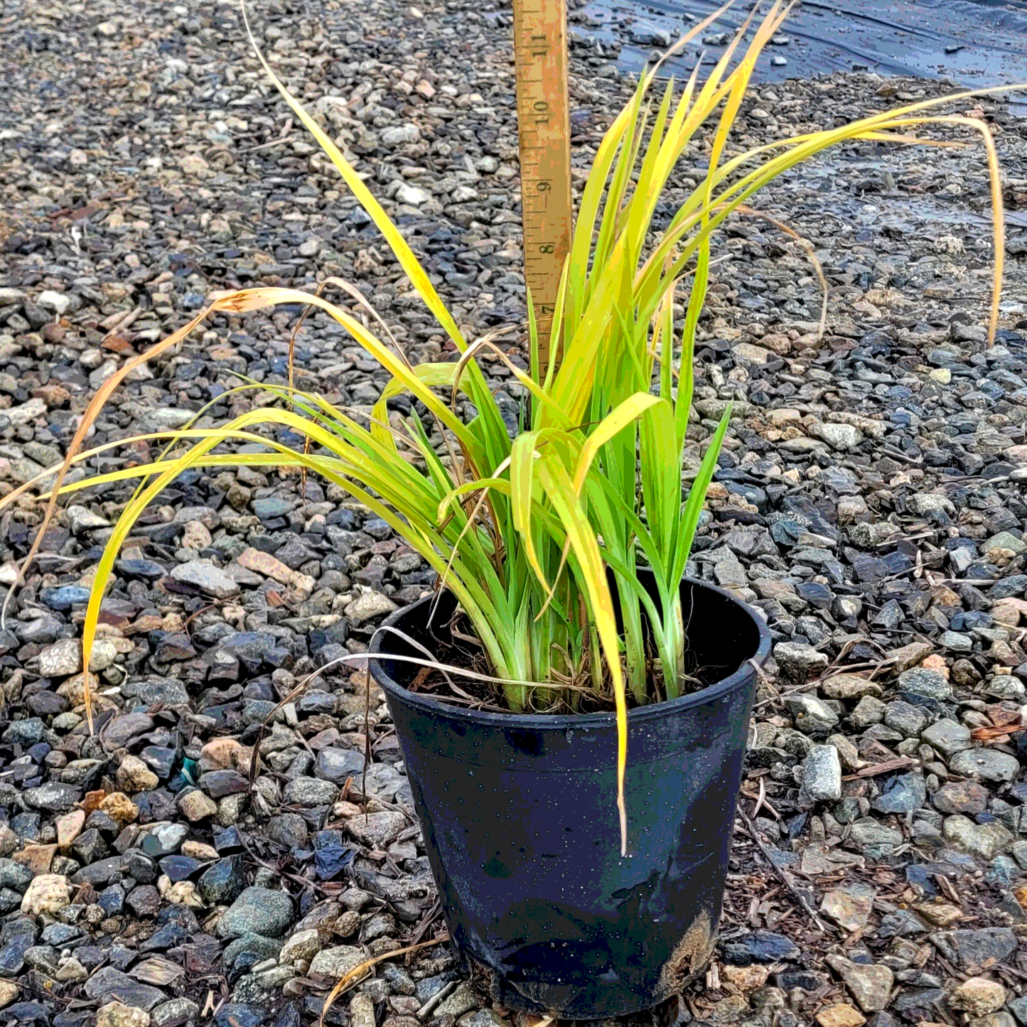 Russian Rhapsody Daylily - 1 Gallon - #31934