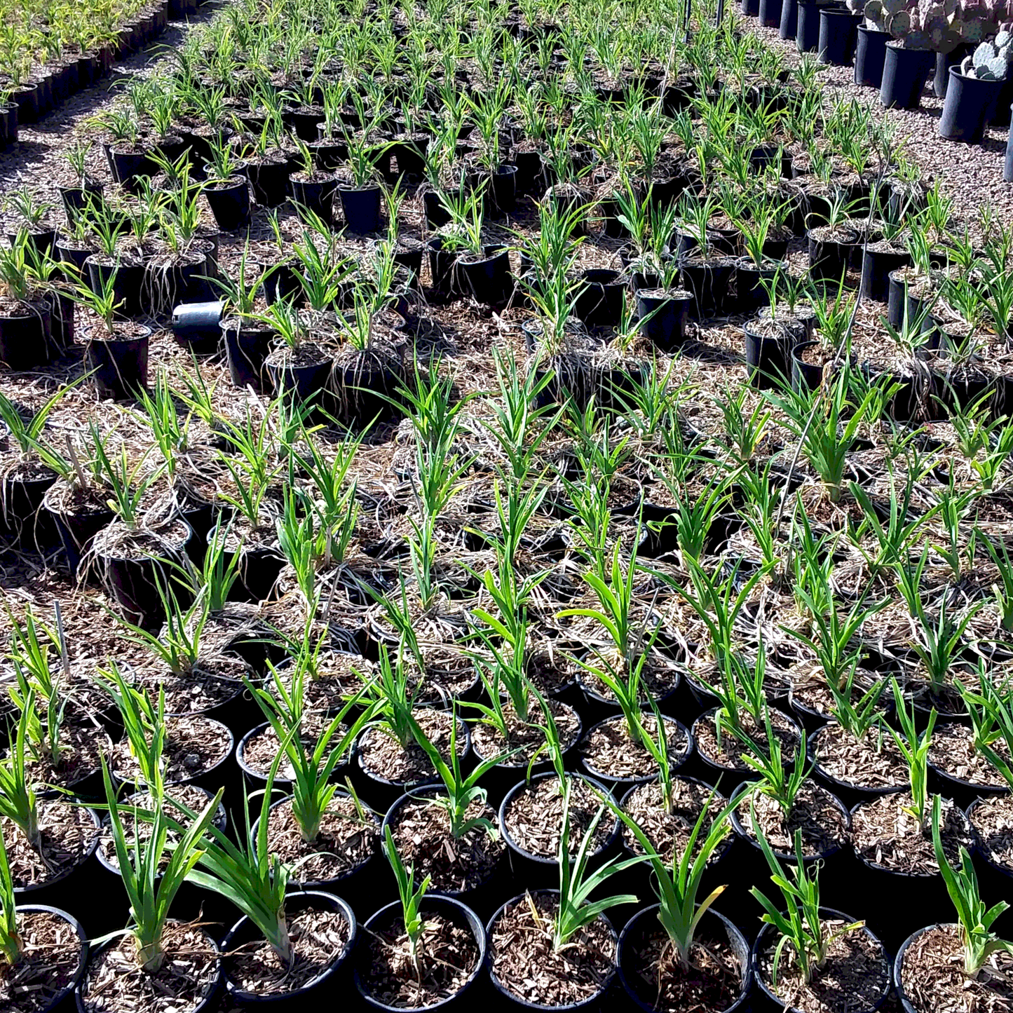 Yellow Evergreen Daylily - 1 Gallon - #31972