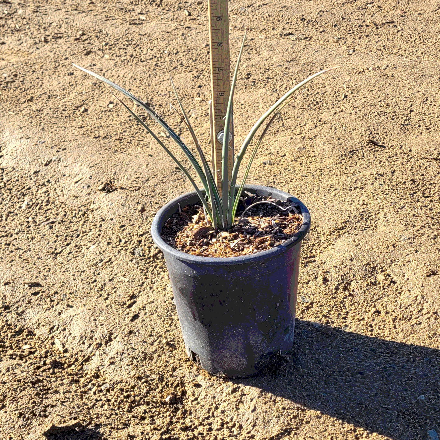 Yucca 'False Red' - 1 Gallon - #502