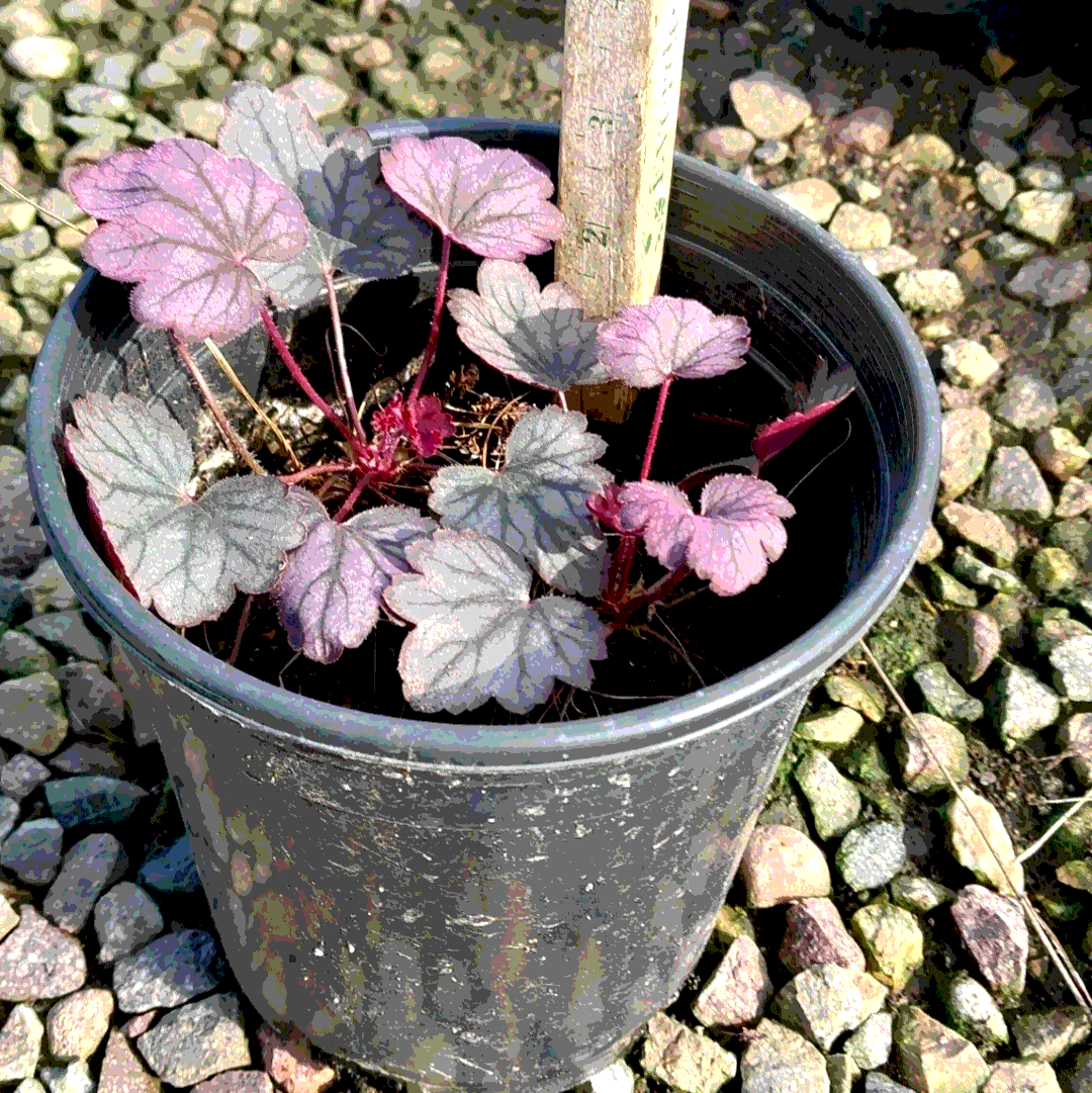 Carnival Rose Coral Bells - 1 Gallon - #21951